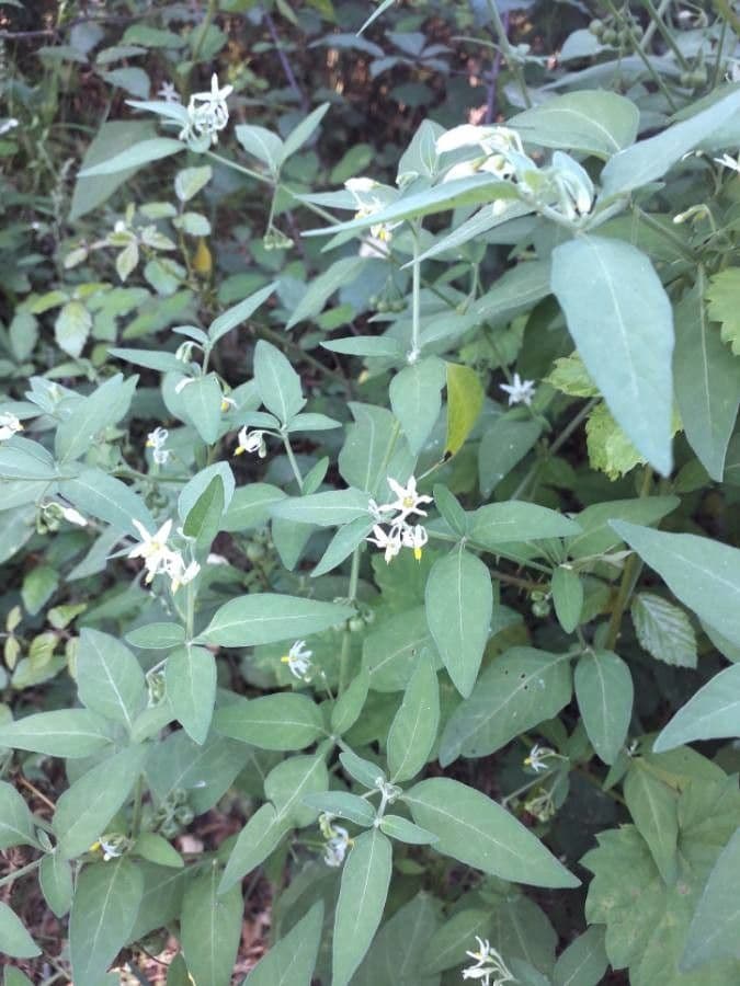 Solanum chenopodioides 7