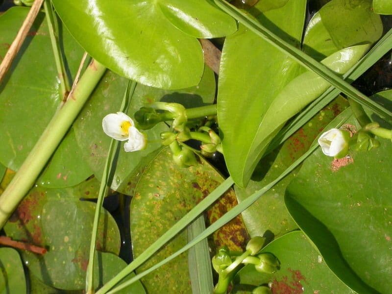 Sagittaria guayanensis 7