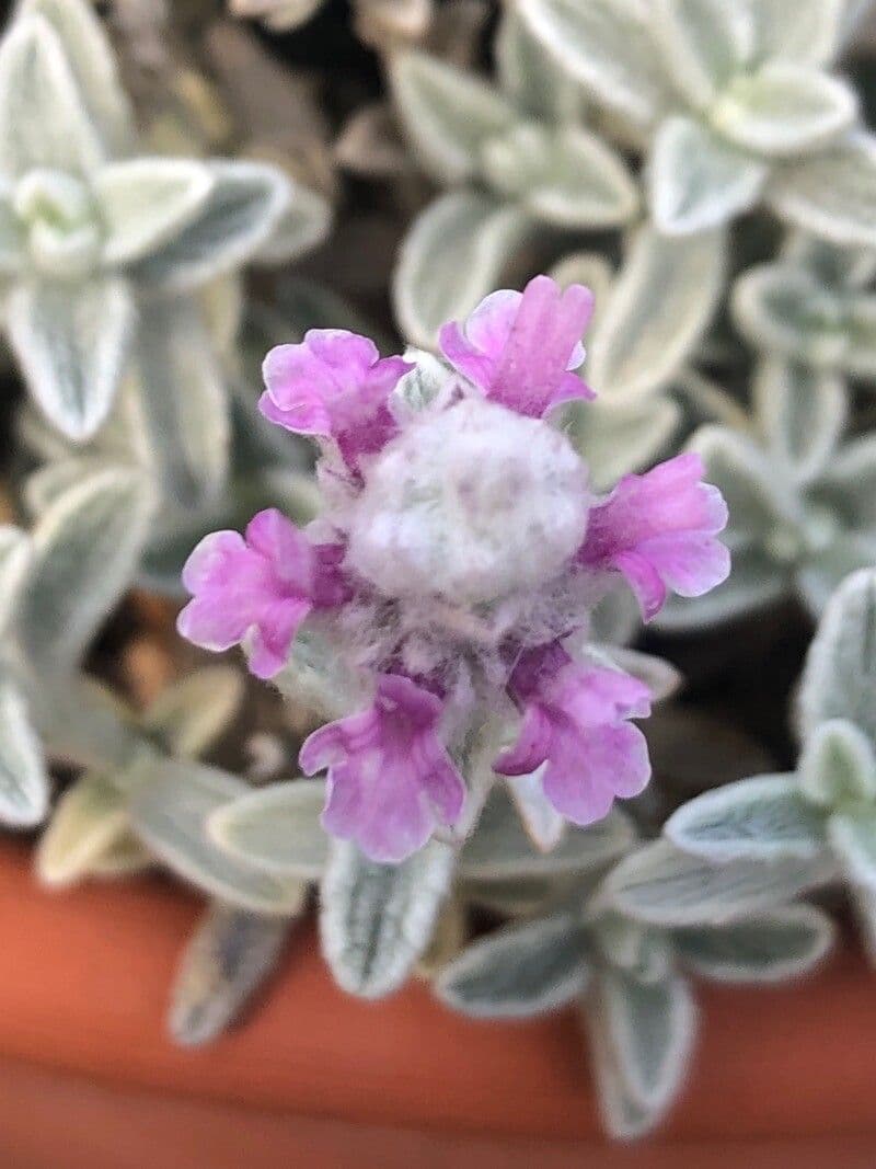Sideritis 3