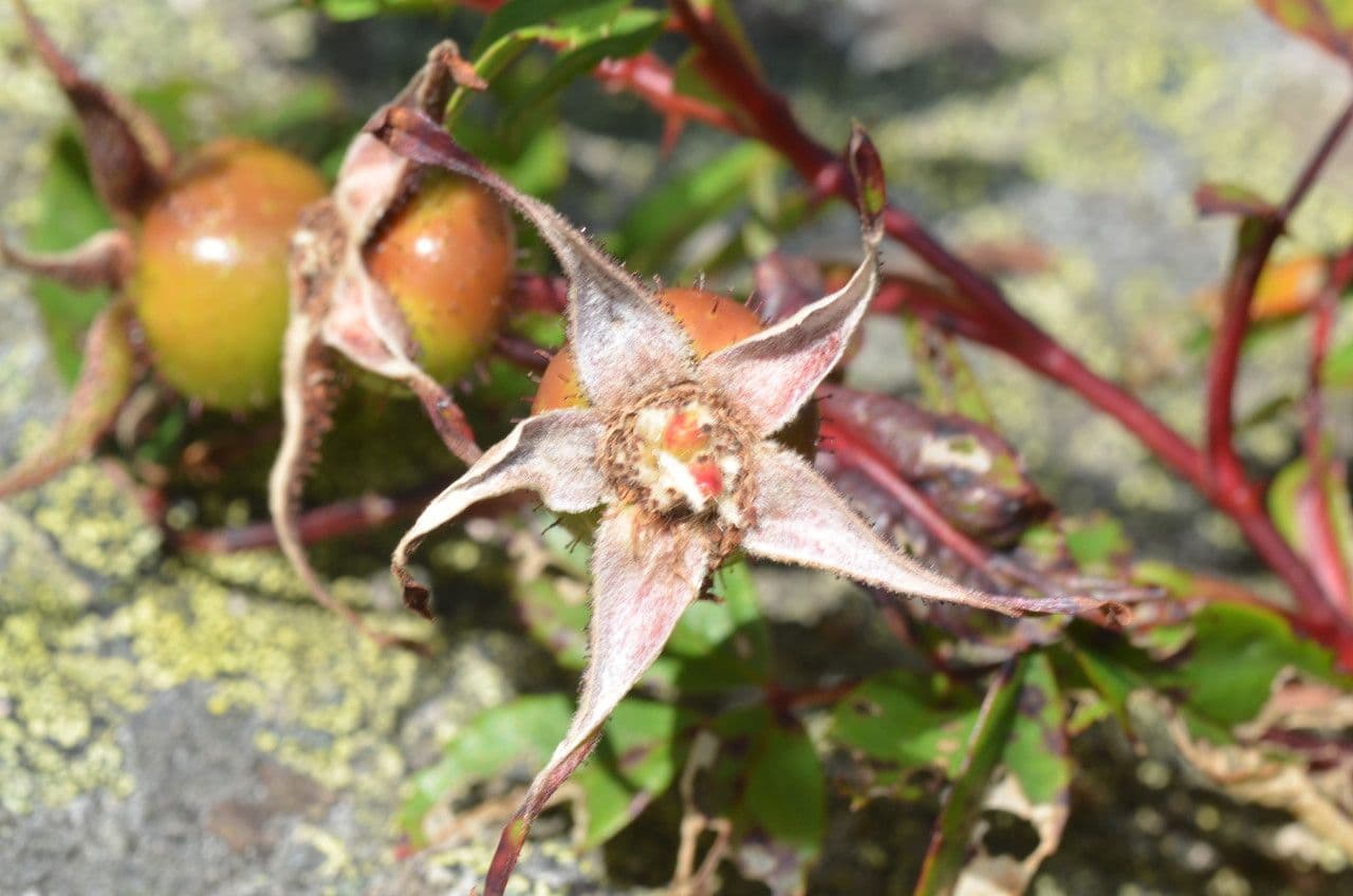 Rosa 4