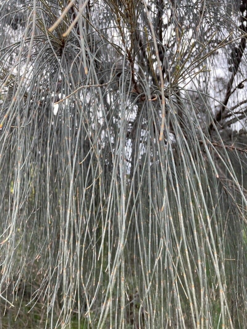 Casuarina 5