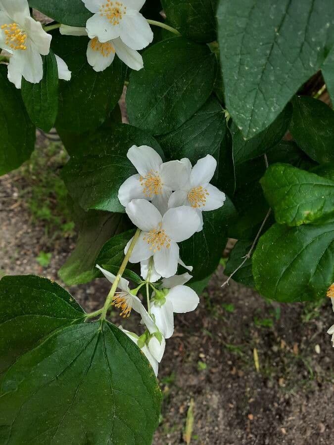 Pachysandra plstnatá 4