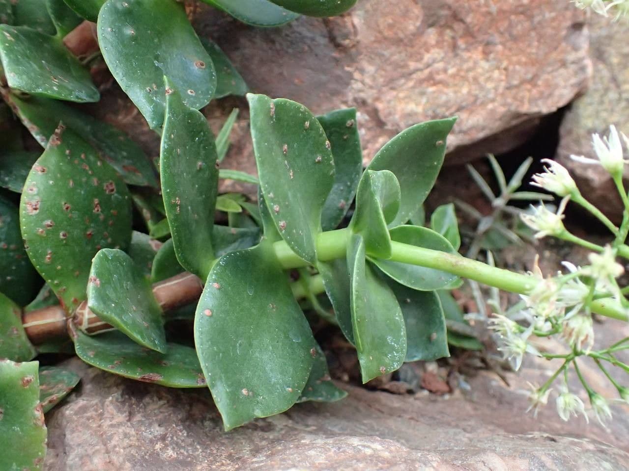 Crassula 8