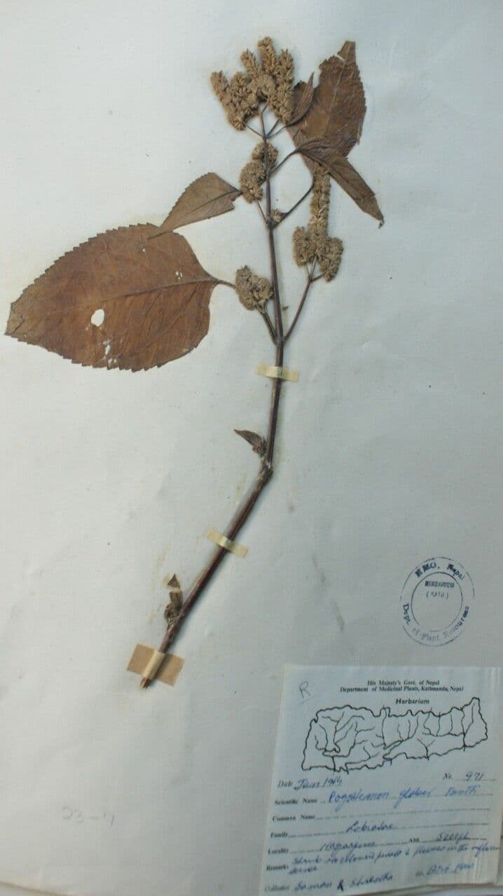 Pogostemon