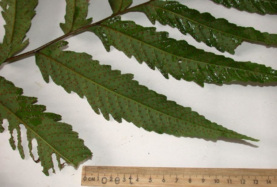 Tektaria wcinana 9