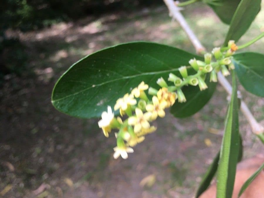 Citharexylum 6