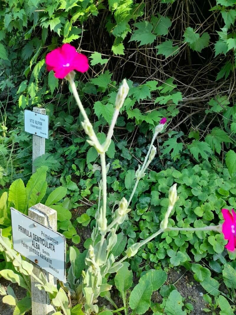Silene coronaria 27