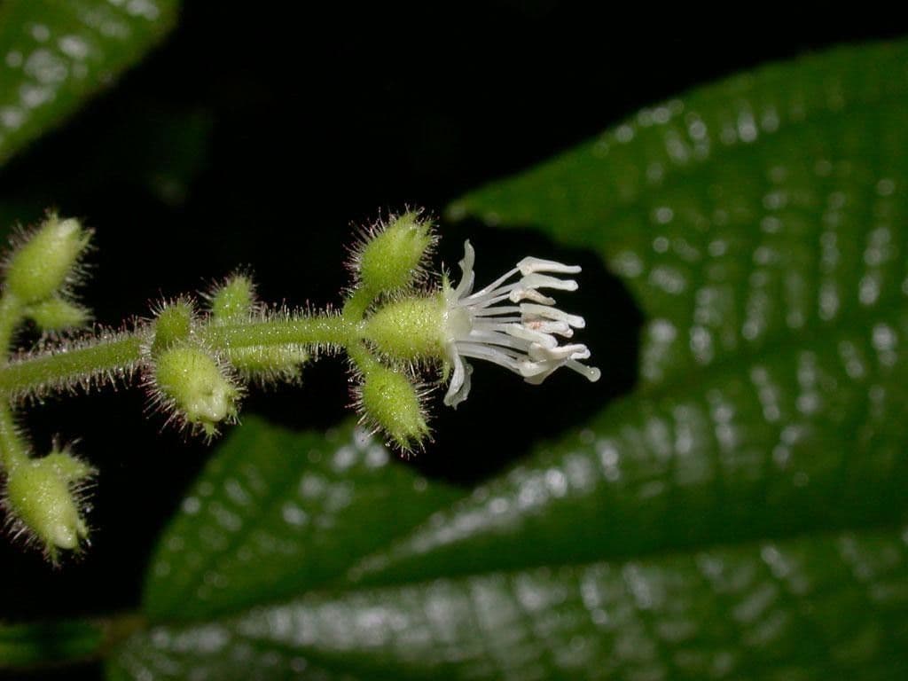 Miconia