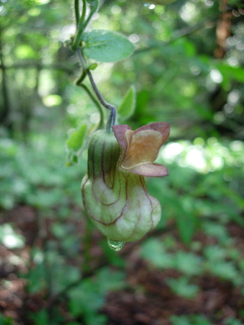 Podkovka kalifornská 7