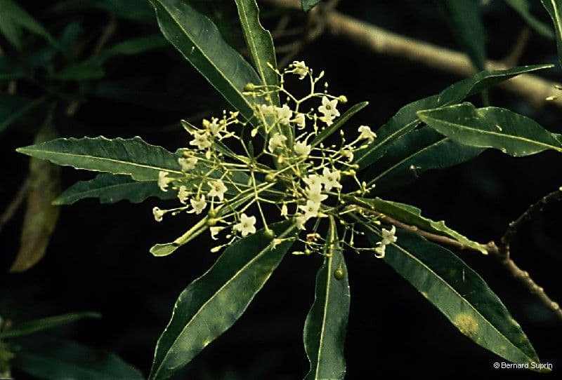 Duboisia 9