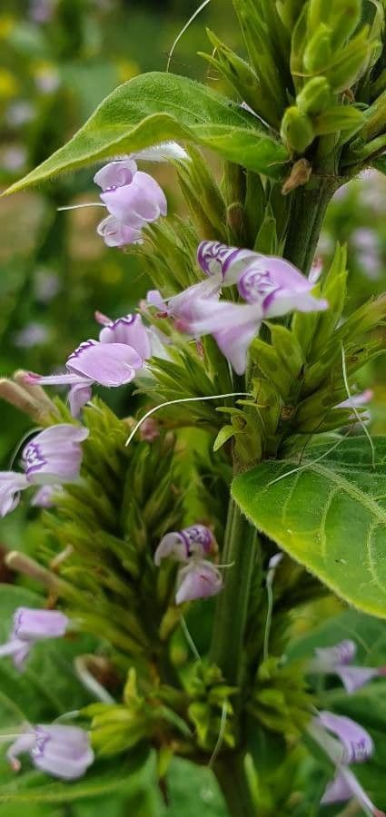 Hypoestes aristata 2