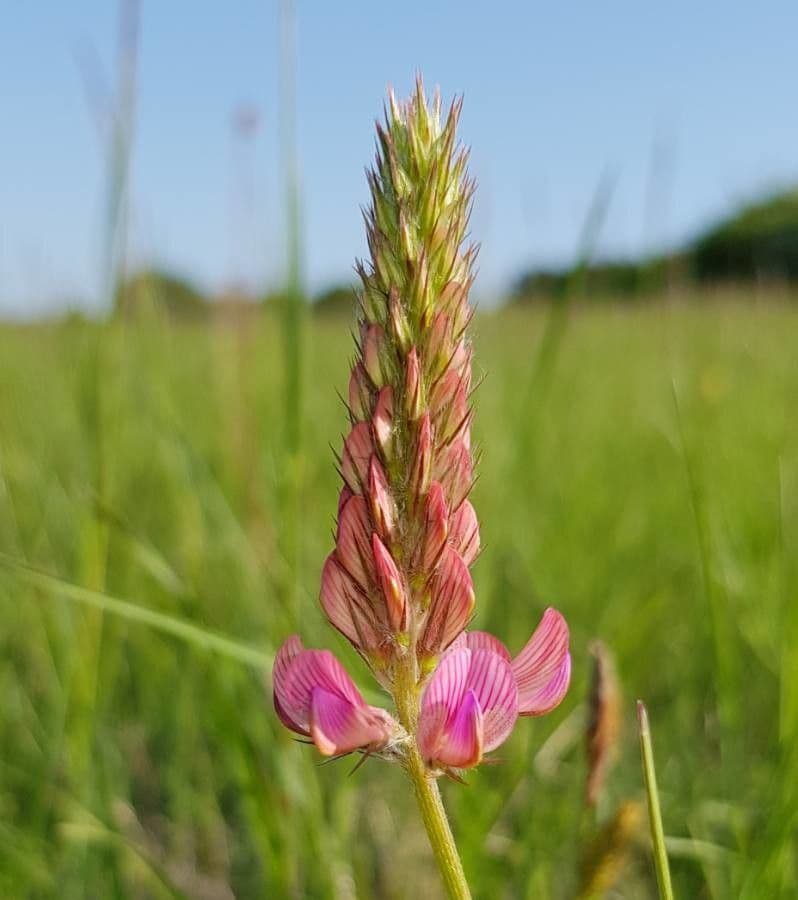 Vičenec ligrus 9