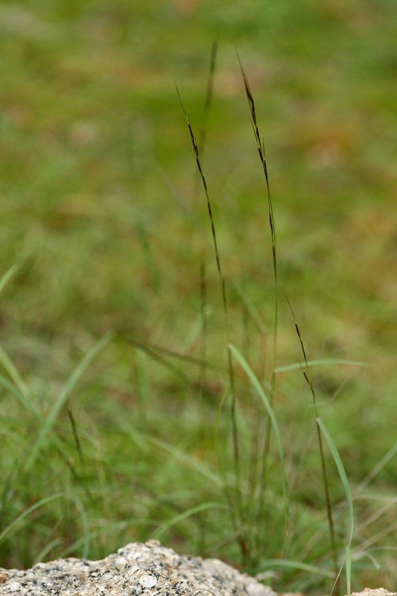 Aristida comune 11