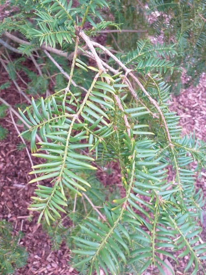 Torreya cinese 3