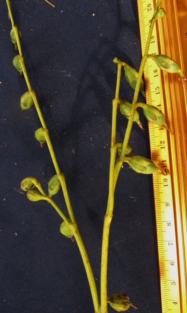 Chelonanthus alatus 11