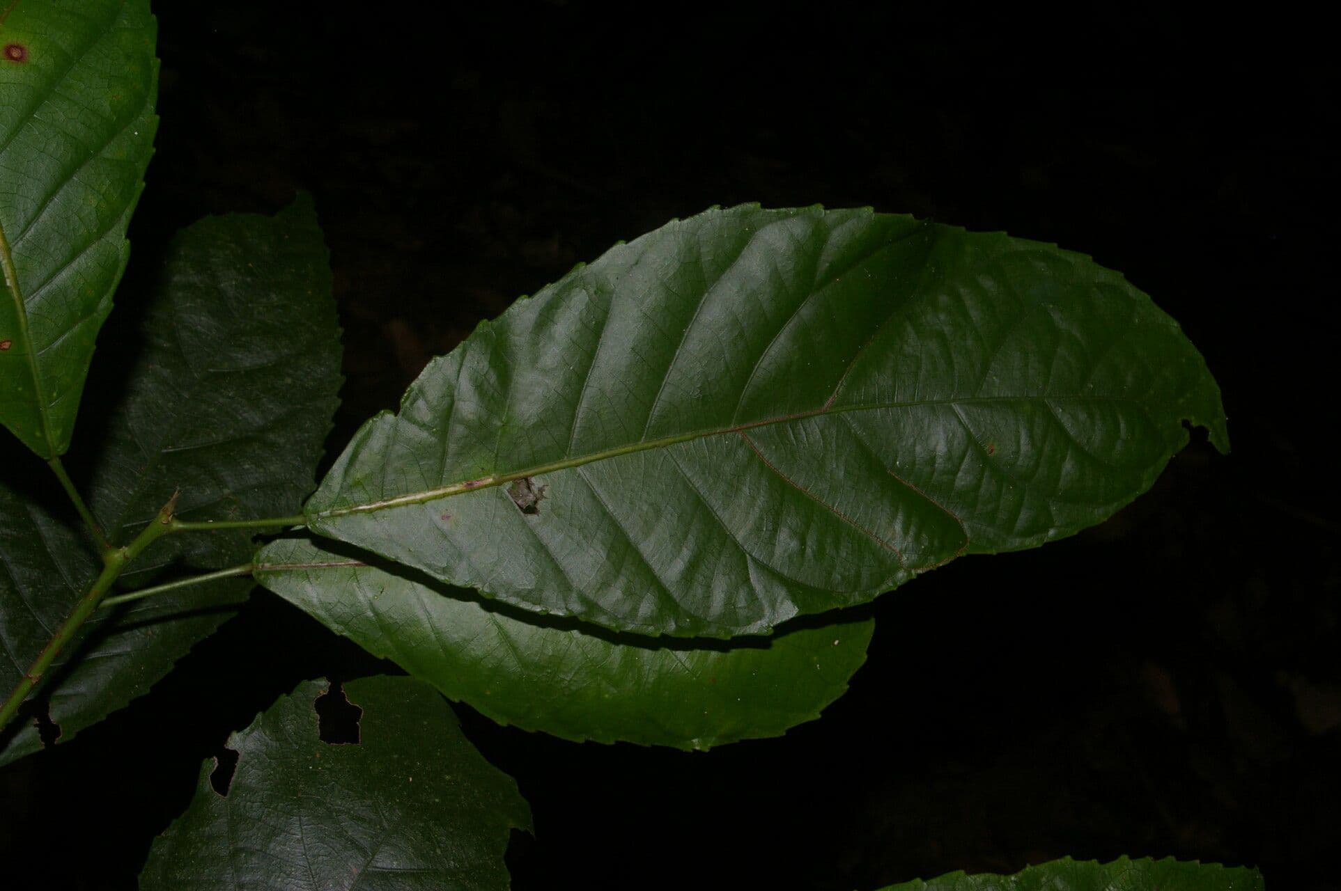 Cleidion 7