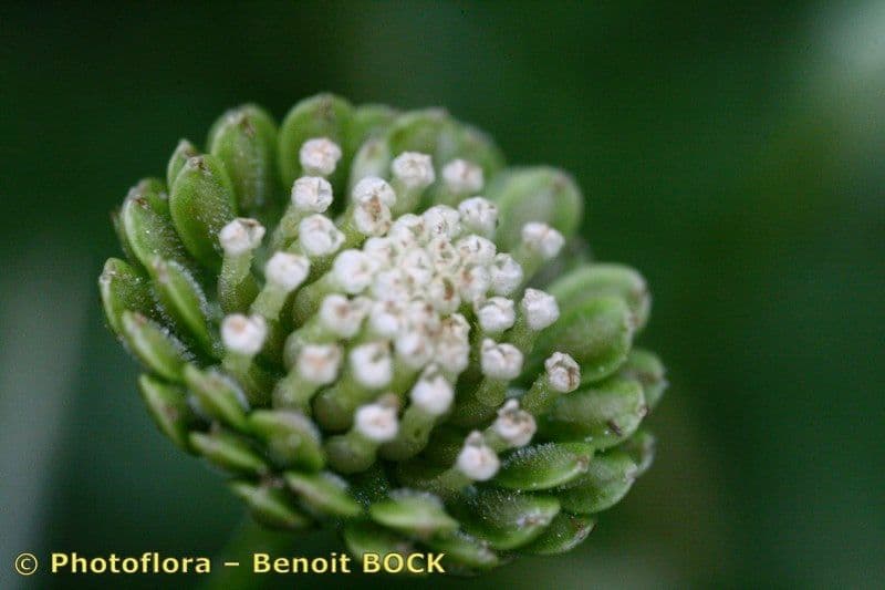 Cotula australis 5