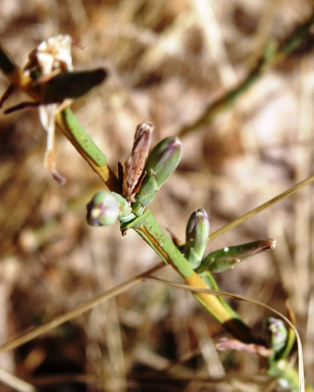 Lattuga viminea 28