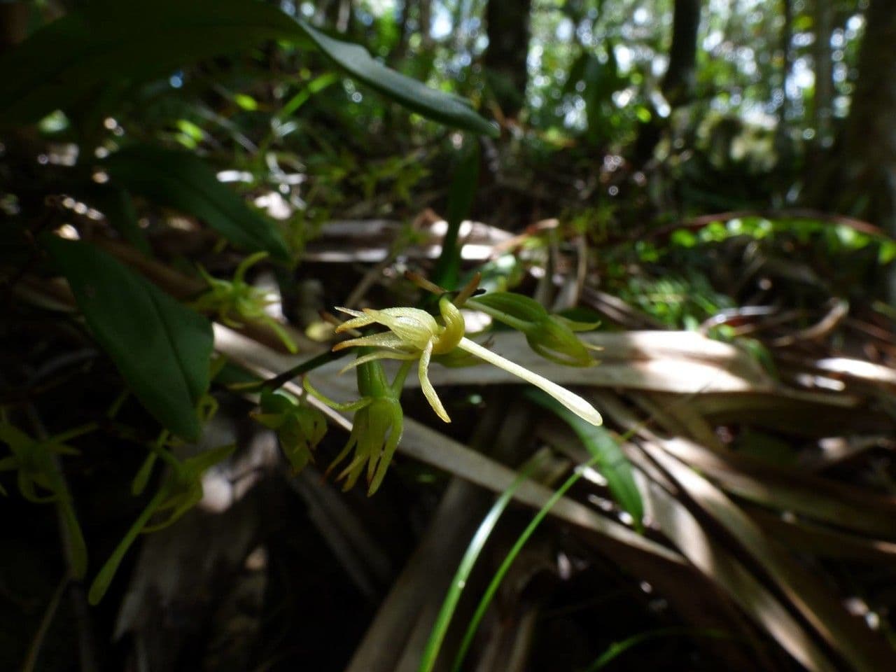 Angraecum 4