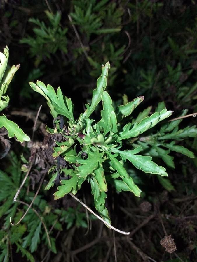 Gold-Euryops 11