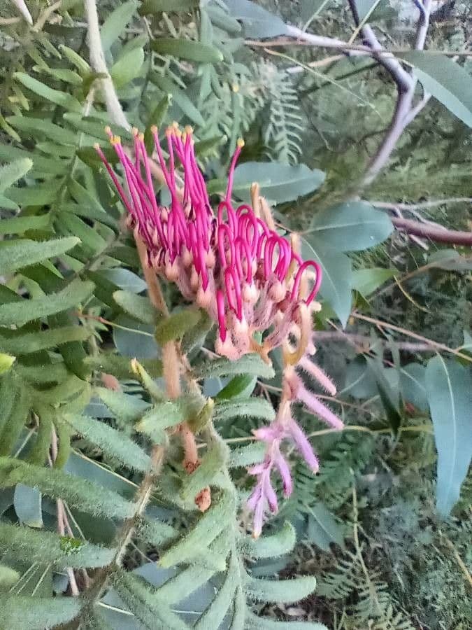 Grevillea caleyi 2