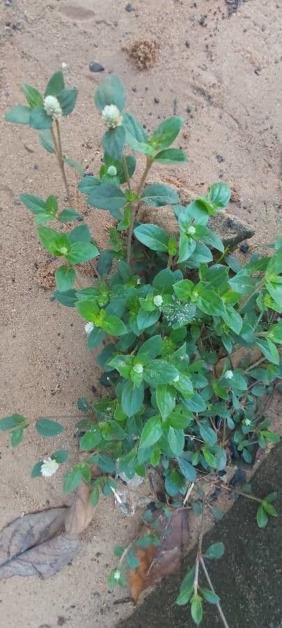 Richardia brasiliana 12