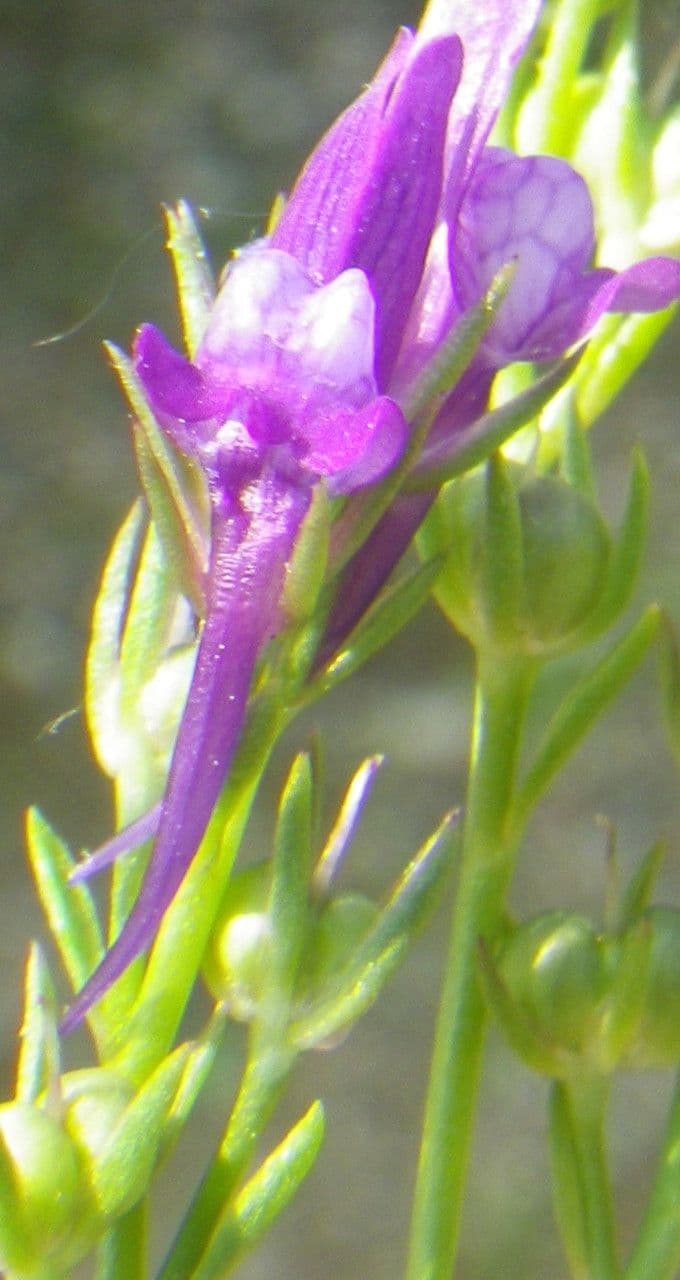 Lenec pelisseriana 4