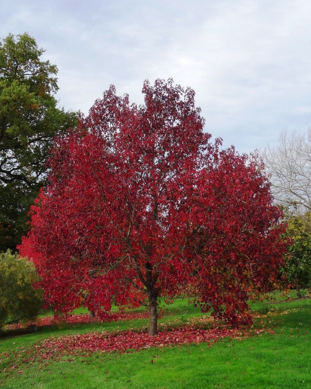 Liquidambar 11