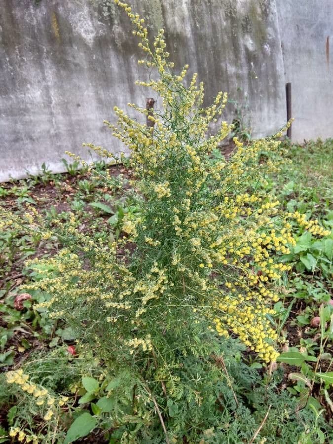 Bylica rumiankolistna 7