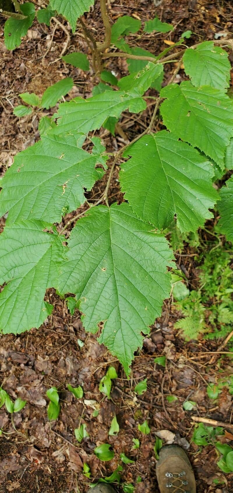 Nocciolo cornutato 19