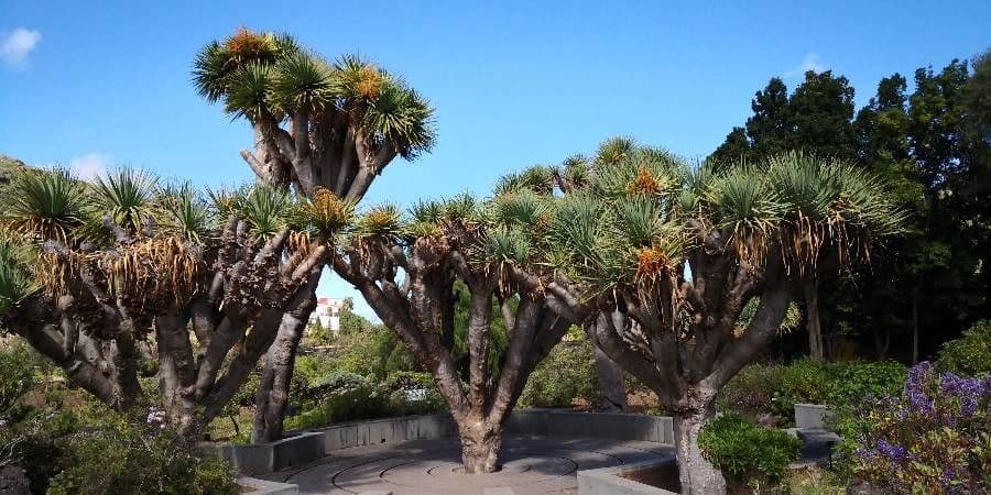 Dracaena 2