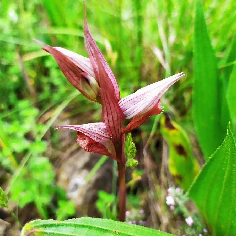 Serapiade vomeracea 8