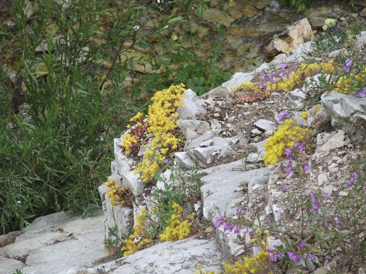 Sedum lanceolatum 9