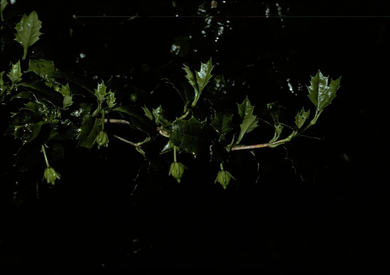 Desfontainia lucente