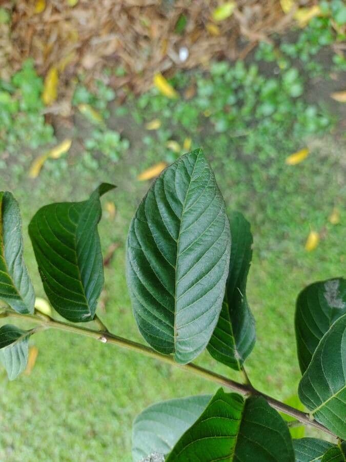 Physocalymma 8