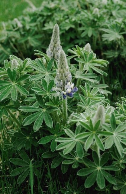 Nootka-Lupine 8