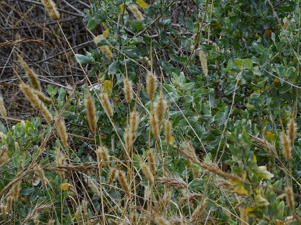 Bürstengras 22