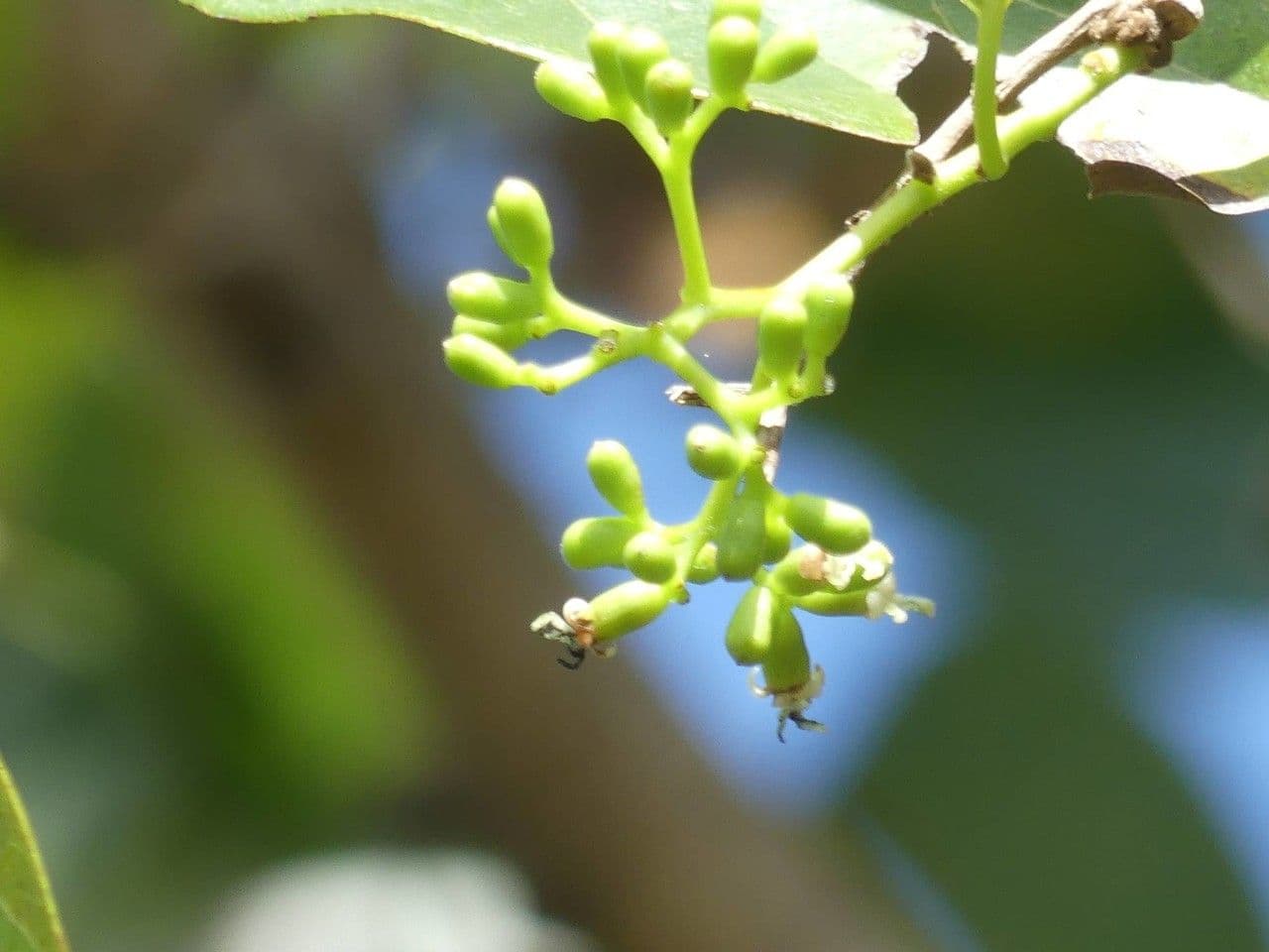 Cordia myxa 10