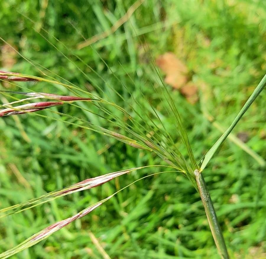 Nassella di Nees 18