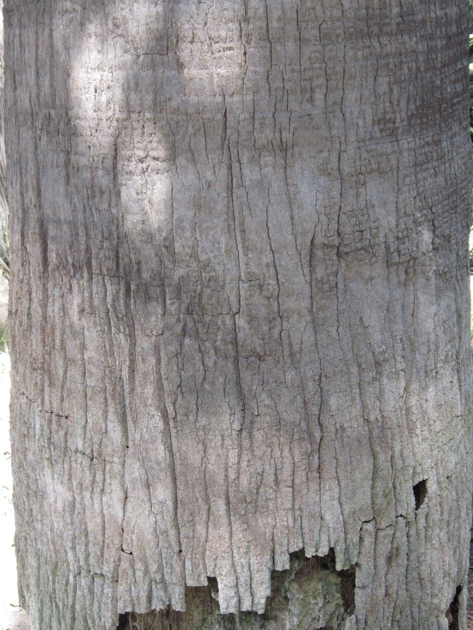 Vašingtonie 22