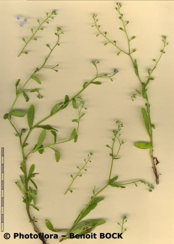 Miosotide lassa 23