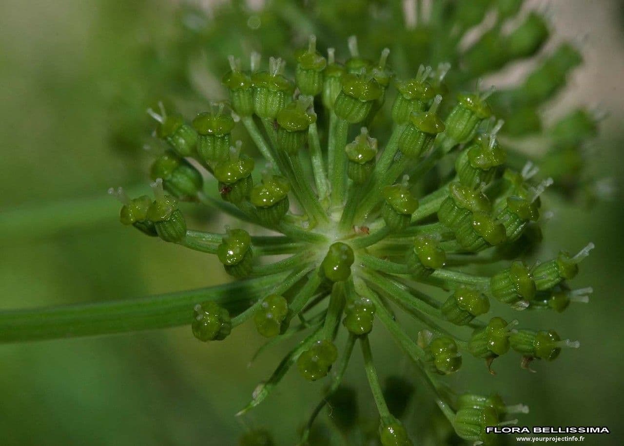 Angelica 5