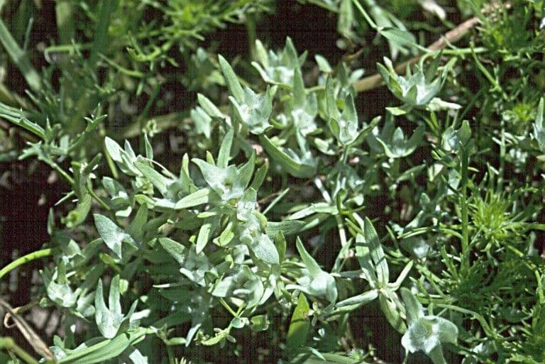 Psilocarphus 8