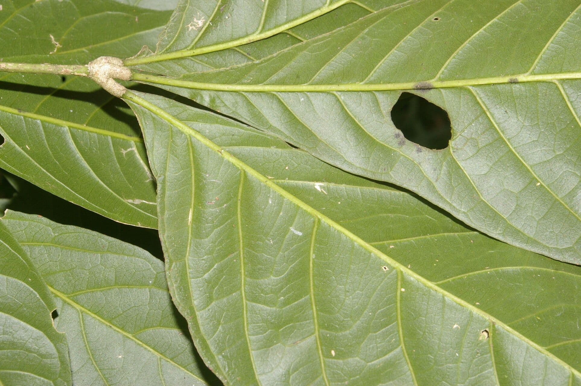 Angostura 12