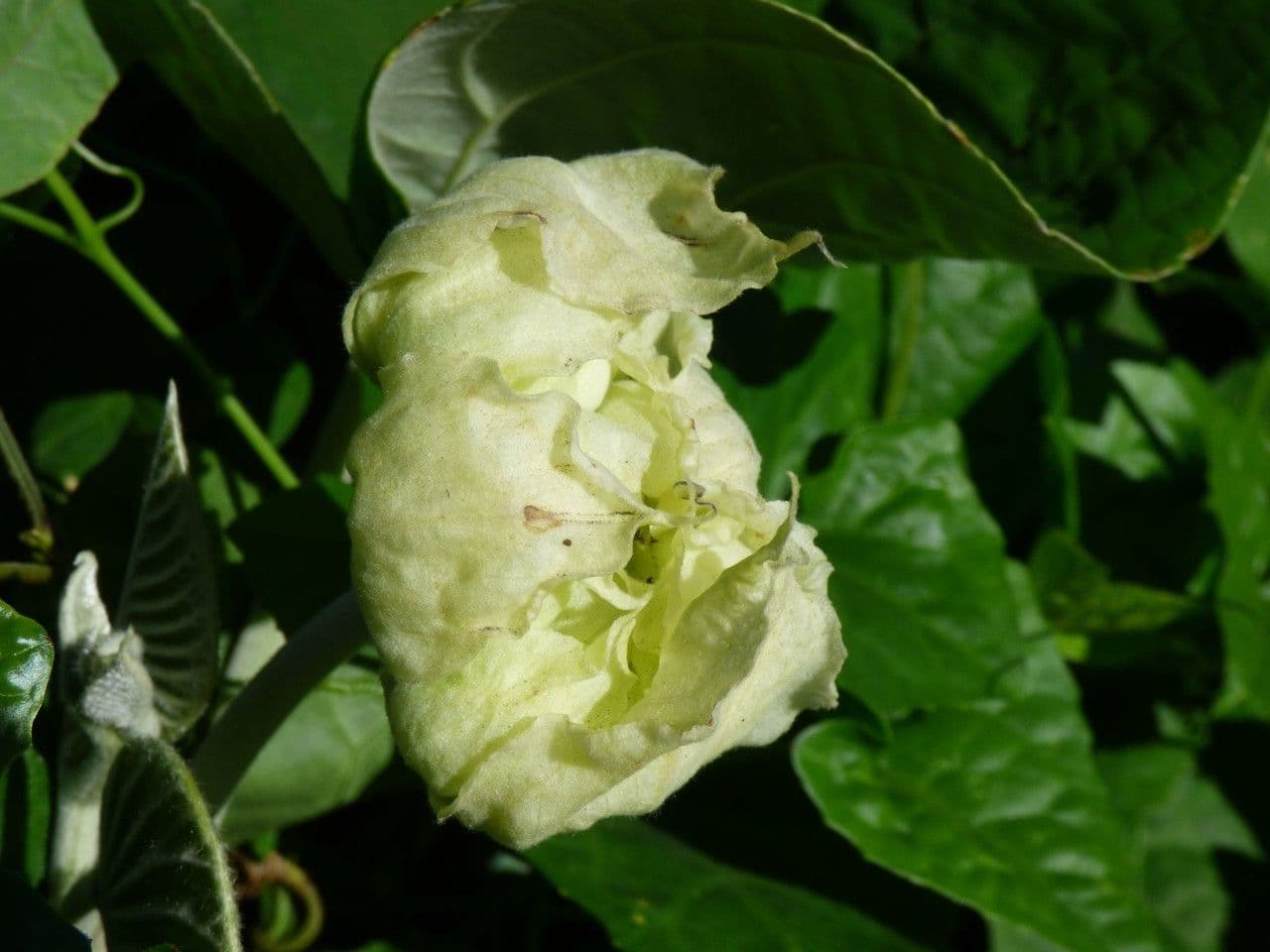 Argyreia 26