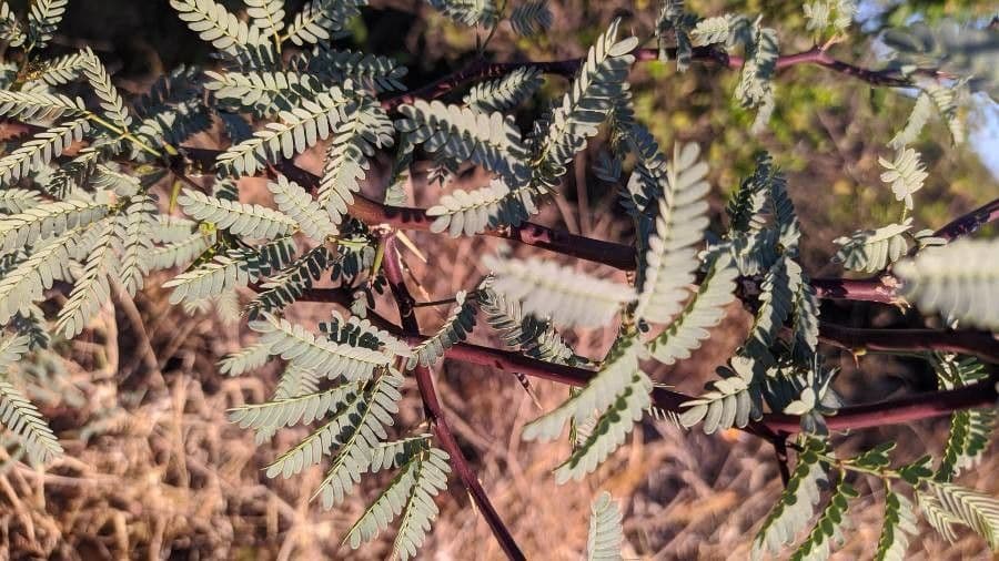 Acacia erioloba 16
