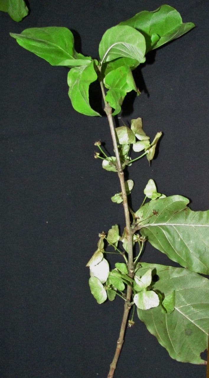 Hiraea reclinata 3