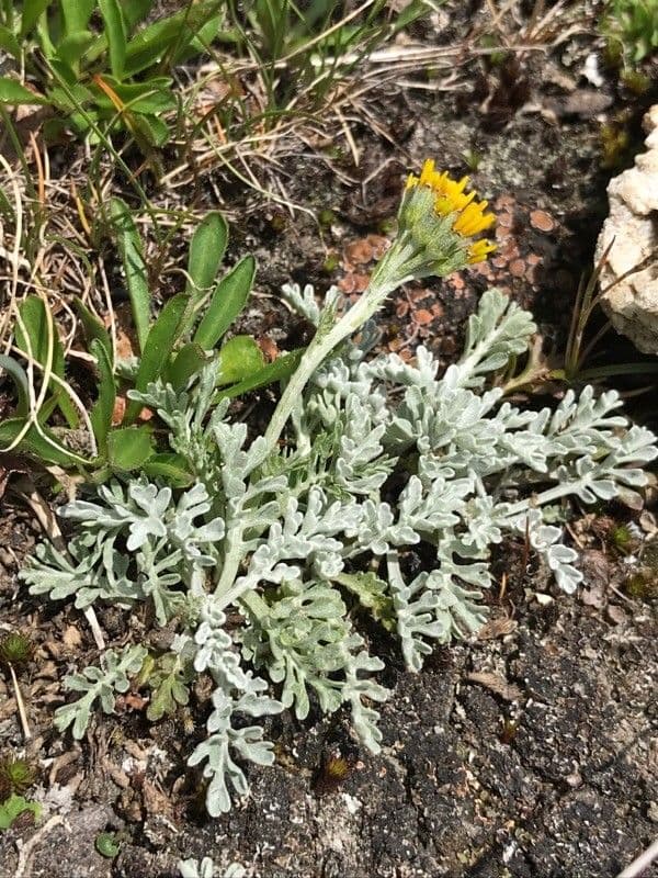 Senecio grigio 7