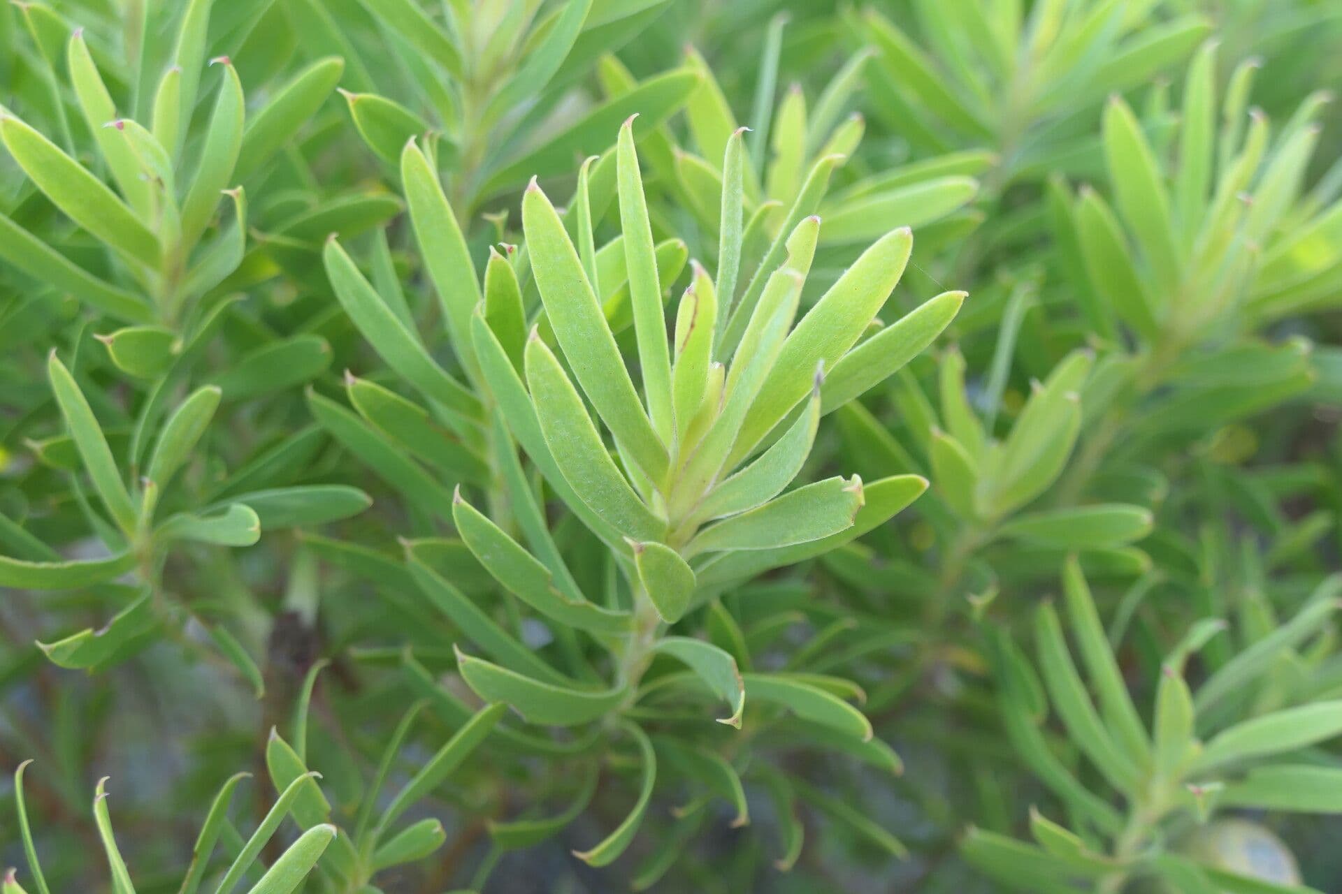 Dune yellowbush 3