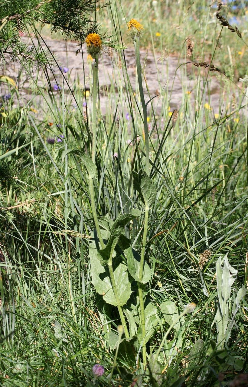 Berg-Pippau 8